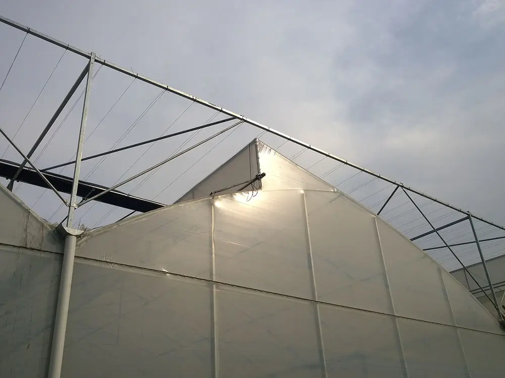 Strong Wind Resistance Low Cost Hot Sale Agricultural Commercial Plastic Greenhouse 4