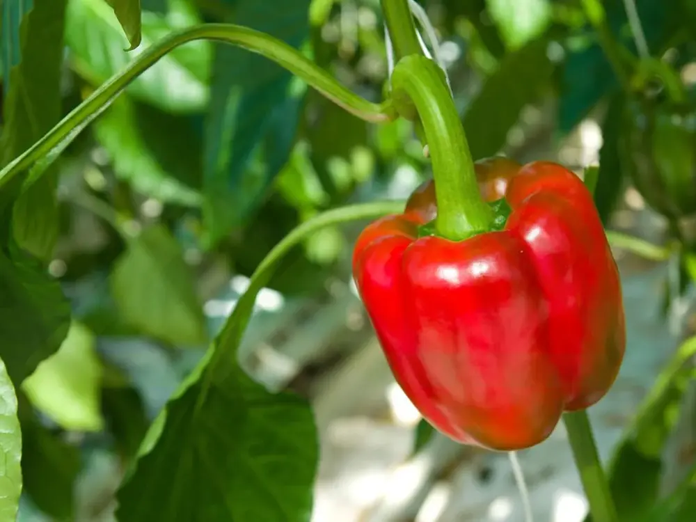 Several Tips For Planting Bell Peppers In A Greenhouse