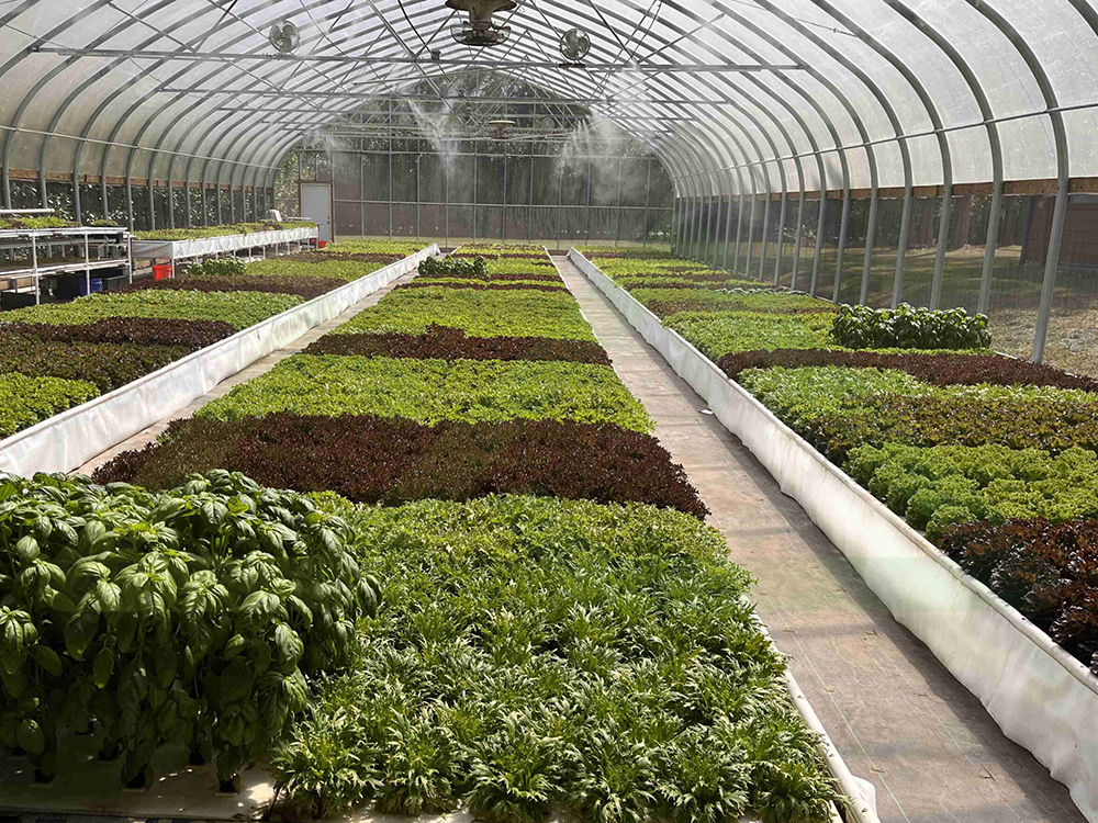 Aquaponics4 (7)