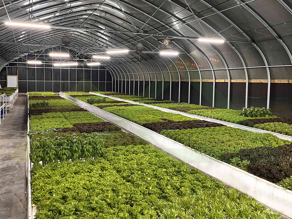 Aquaponics4 (9)