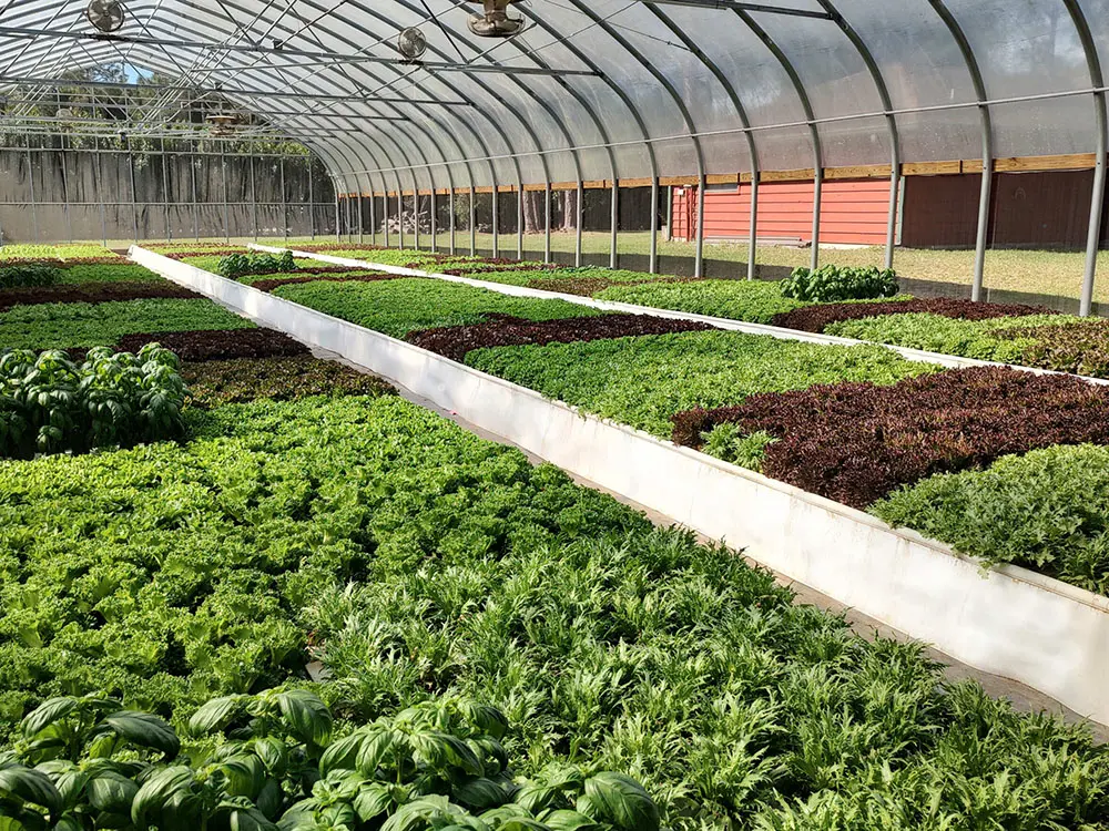 Greenhouse Hydroponics Aquaponics Deep Water Culture Floating Raft for Lettuce Growing 3