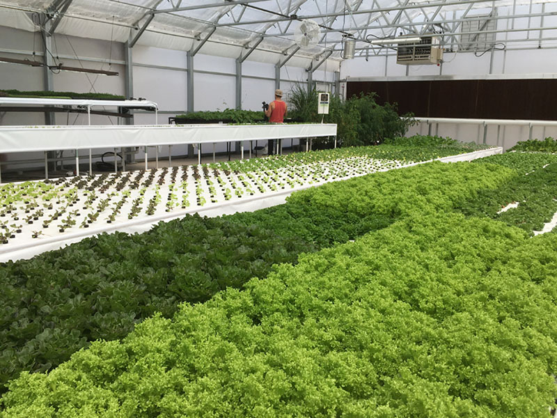 Hydroponics