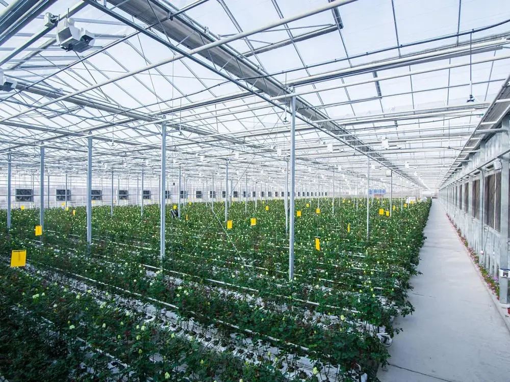 Turnkey Project Agricultural Multi Span Steel Structure Glass Greenhouse with Soilless Cultivation Flowers 4
